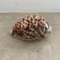 Conchiglia di mare naturale