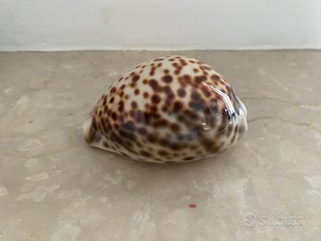 Conchiglia di mare naturale