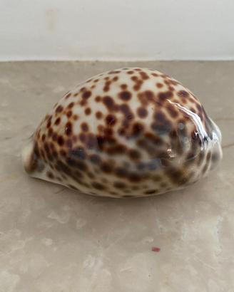 Conchiglia di mare naturale