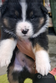 Cuccioli di Pastore Australiano