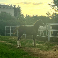 Puledro 2024 linea salto ostacoli genealogia top