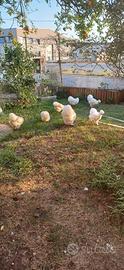 Galline morosetta