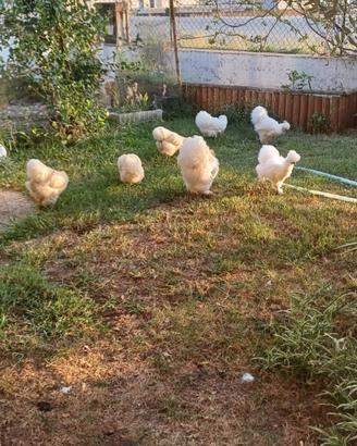 Galline morosetta