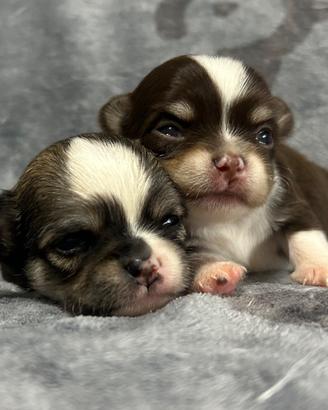 Chihuahua pelo lungo