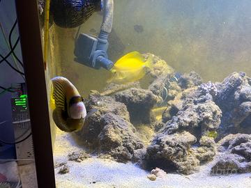 Acquariologia
