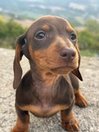 Bassotto
