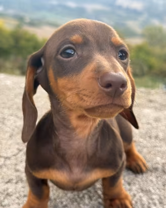 Bassotto
