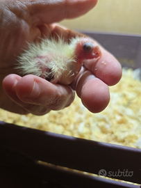 Calopsite allevate a mano