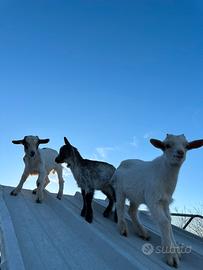 Capretti nani tibetani