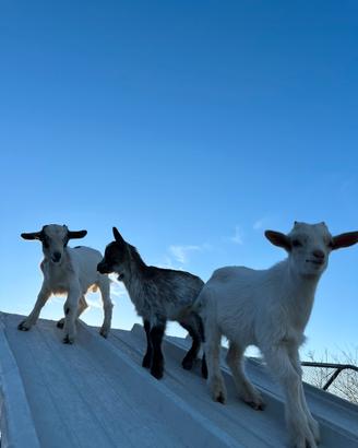 Capretti nani tibetani