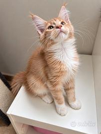 Nancy - maine coon femmina crema tigrata