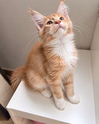 Nancy - maine coon femmina crema tigrata