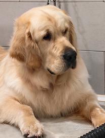 MONTA Golden Retriever maschio