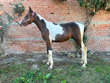 Cavallo