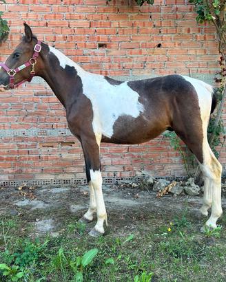 Cavallo
