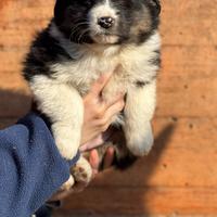 Cuccioli di pastore australiano