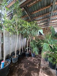 Ficus Nitida 3metri