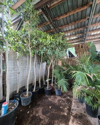 Ficus Nitida 3metri