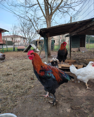 Galli marans