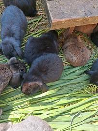 Conigli ? ariete animale domestico