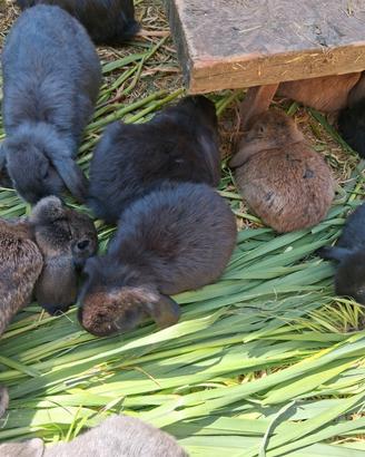 Conigli ? ariete animale domestico