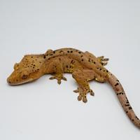 Super dalmatian confetti