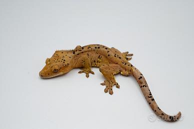 Super dalmatian confetti