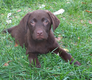 Cuccioli di labrador con pedigree enci