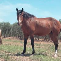 Cavalla