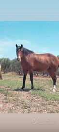 Cavalla