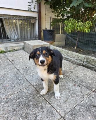 2 Cuccioli Border Collie con pedigree e test