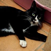 Lucio è malato,per quest nessuno lo vuole da 9 me