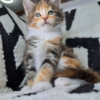 Maine Coon Cuccioli gatti XL