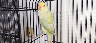 Giovane Parrocchetto Dal Collare