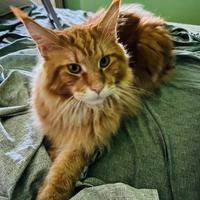 Maine Coon per monta