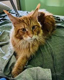 Maine Coon per monta