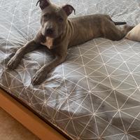 Pitt Bull Bulldog