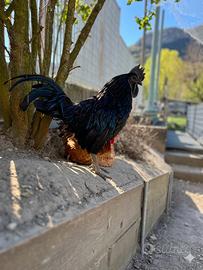 Gallo AYAM CEMANI