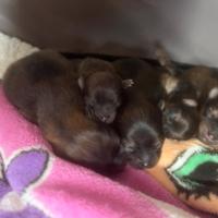 Vendita cuccioli
