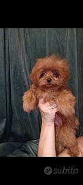 Pomapoo