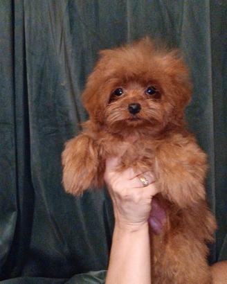 Pomapoo