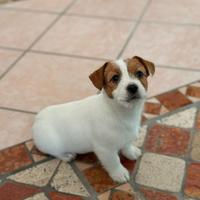 Cuccioli di Jack Russell