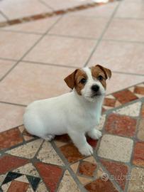 Cuccioli di Jack Russell