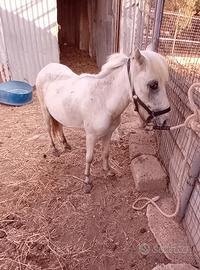 Pony maschietto