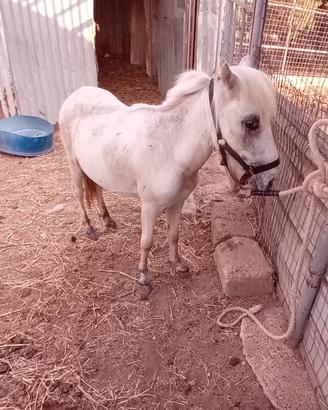 Pony maschietto