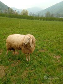Montone bergamasco