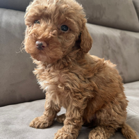 Cuccioli barboncino