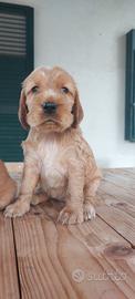 Cocker spaniel inglese