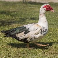 Papera muta