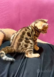 Gatto bengala